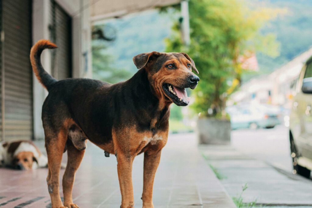 Cane smarrito e mancata denuncia: cosa dice laCassazione