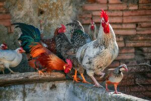 Disturbavano i vicini: galli banditi dal cortile