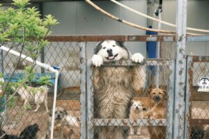 Sequestro di cani: valido anche se l’animale appare ben tenuto