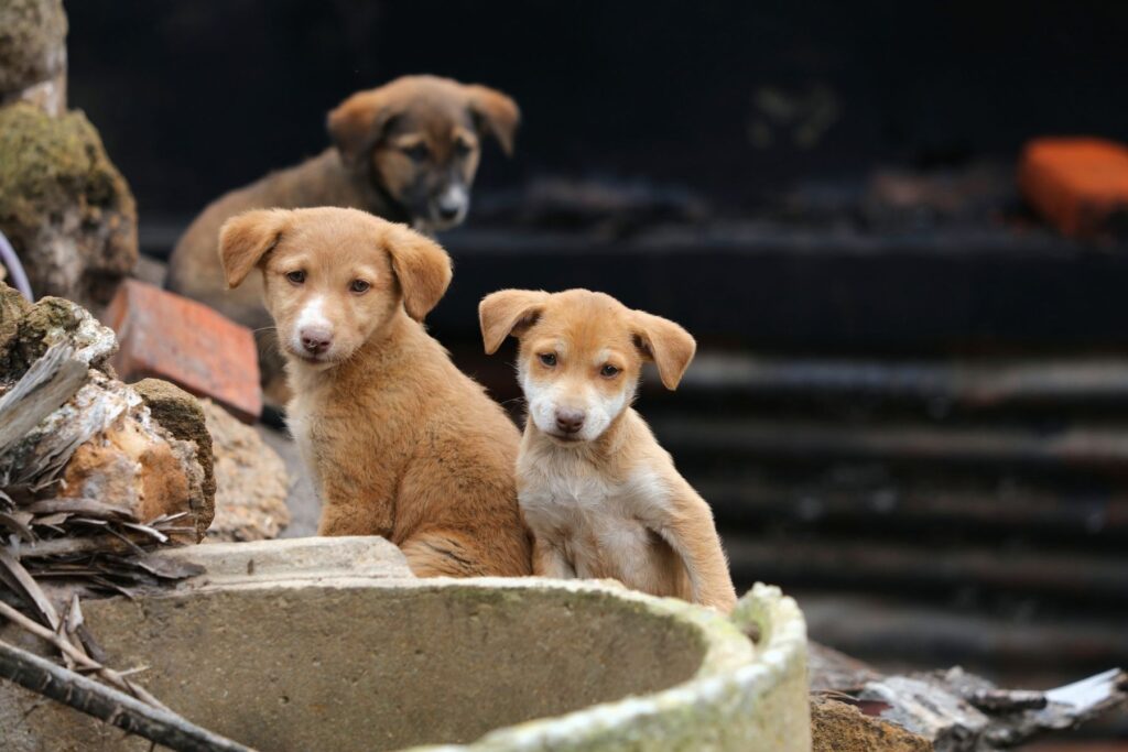 adottare cani gatti randagi responsabilità morale civile