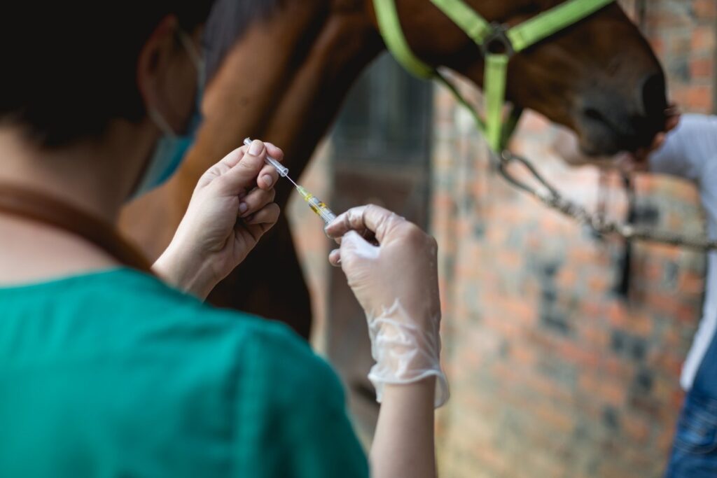 responsabilità veterinario condanna risarcimento cavallo 